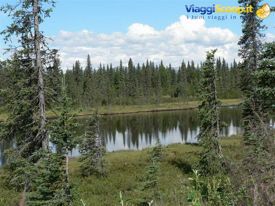 Along the Parks Highway towards Denali National Park