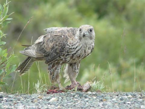 Gyrfalcon