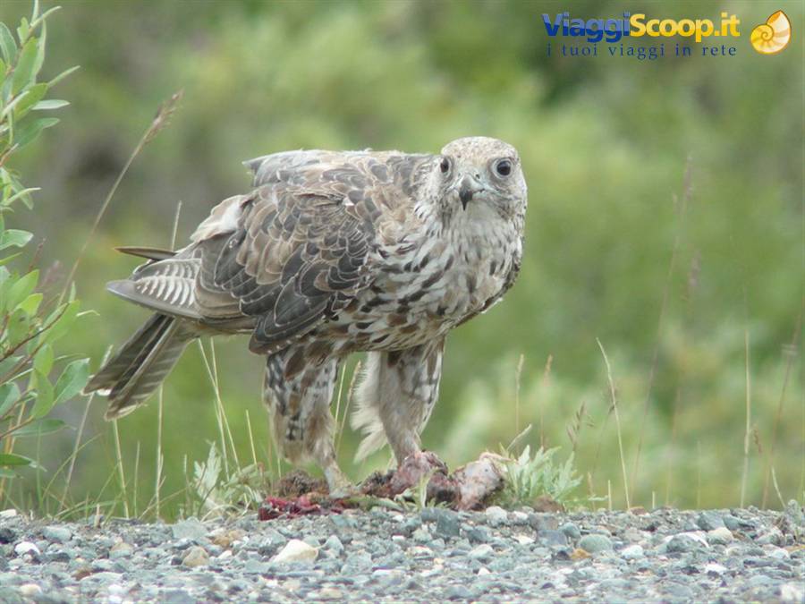 Gyrfalcon