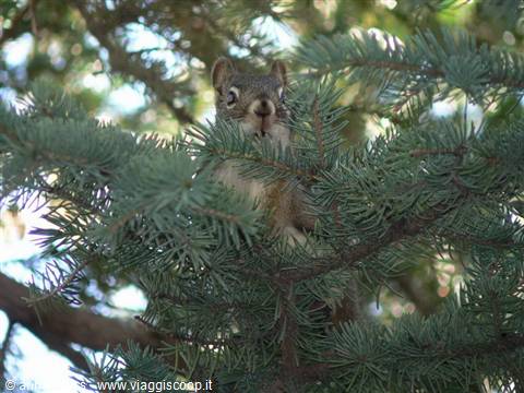 Squirrel