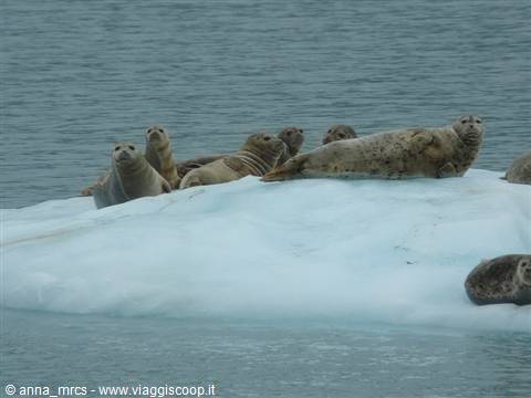 Seals - Prince William Sound