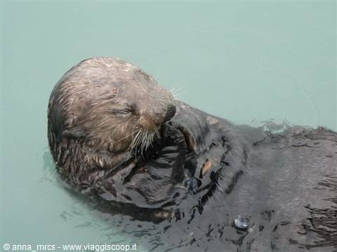 Sea otter