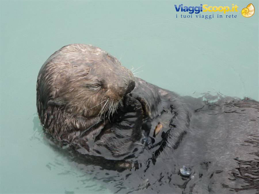 Sea otter