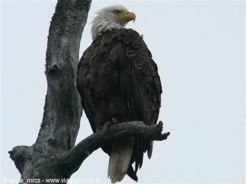 Sea eagle at Valdez