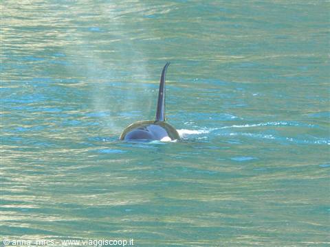 Orca