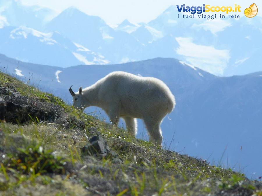 Rocky Mountain goat near the Crow Pass Trail