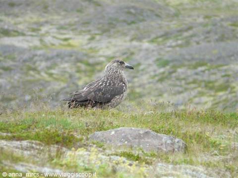Great skua