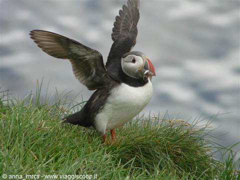 Puffin at Hafnarhòlmii