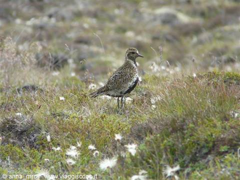 Golden plover
