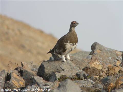 Arctic ptarmigan 