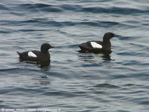 Black guillemots