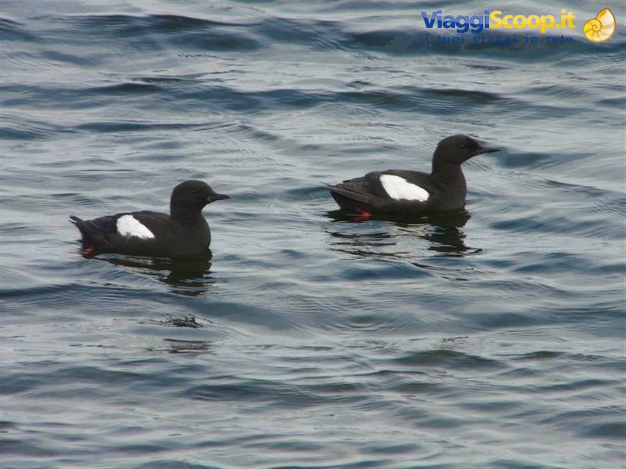 Black guillemots