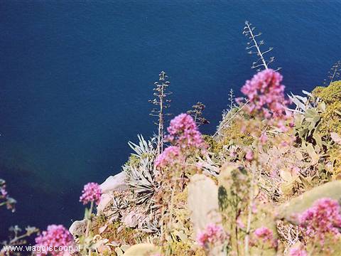 the sea of Corniglia