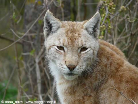 07 Lynx