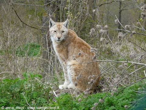 08 Lynx