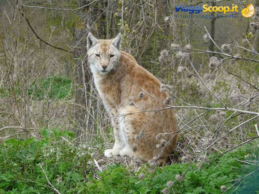 08 Lynx