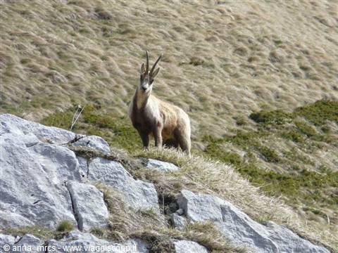 13 Abruzzo chamois