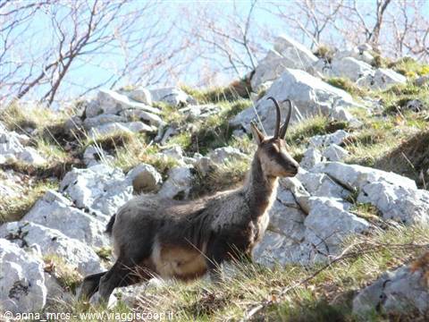 28 Abruzzo chamois