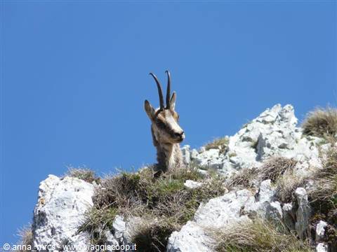 30 Abruzzo chamois