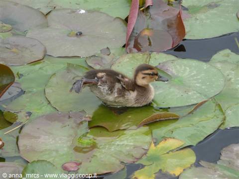 A duckling at  Villa Pisani