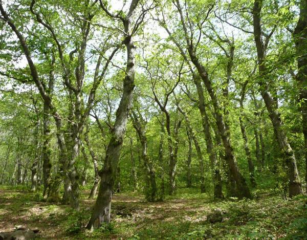 Chestnut groves near Colonnata