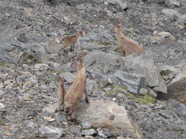 Ibexes