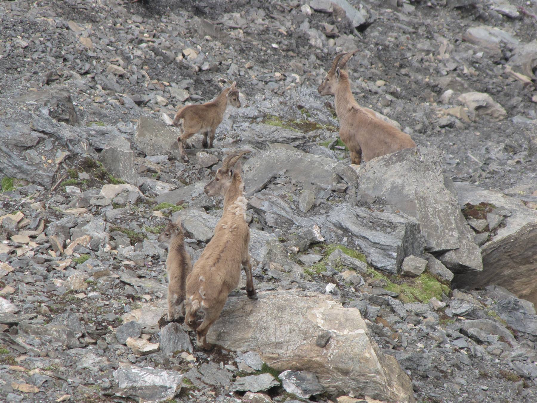 Ibexes
