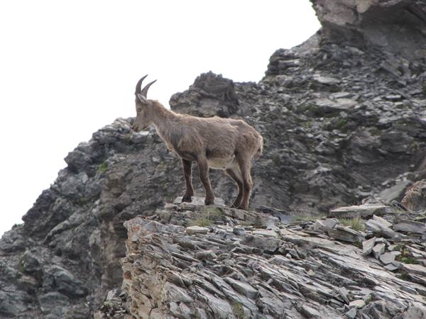 5 July Ibex