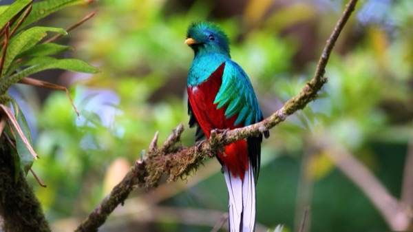 Resplendent quetzals, a typical bird of Guatemala