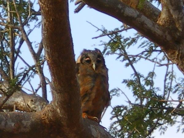 An owl perched on a branch among tree limbs and blue sky