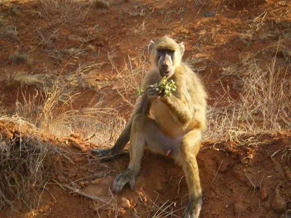 Baboon sitting on red soil eating green leaves