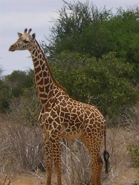 Reticulated giraffe standing among dry bushes and green trees under gray sky