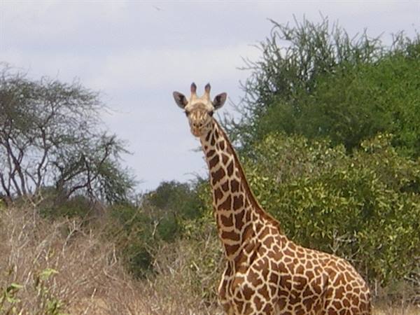 Giraffe among bushes and trees looking toward the camera