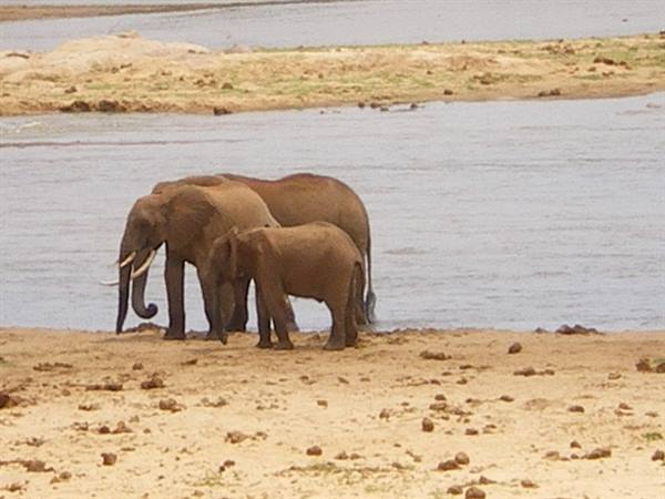 Elephants with calf standing by a sandy riverbank