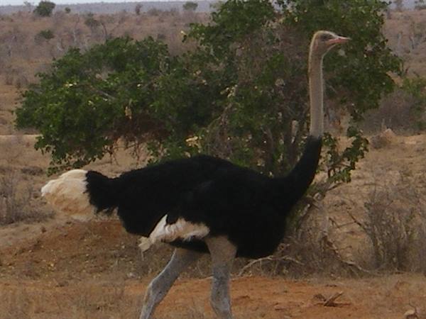 Male ostrich walks across dry savanna, black feathers, green bushes behind