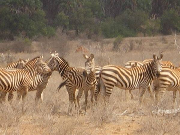Herd of zebras in dry savanna among golden grass and bushes