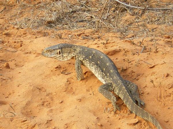 Large monitor lizard walks on red sand among dry twigs