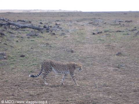 Cheetah of the Masai mara