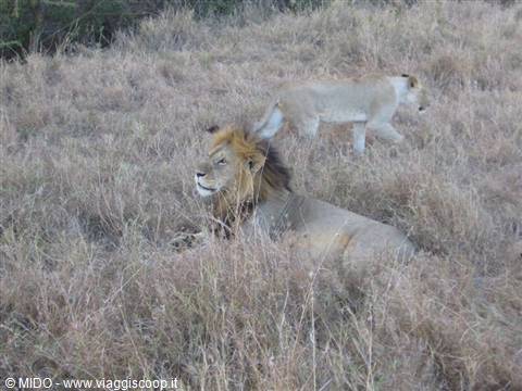 Lion and Lioness of the Masai Mara