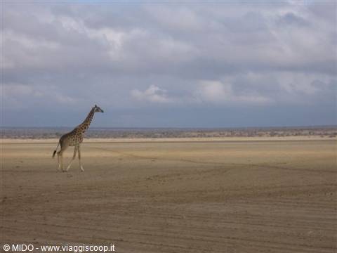 Giraffe at the Masai mara