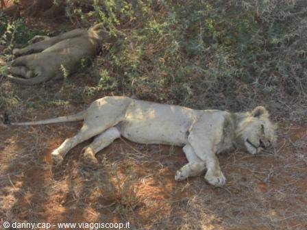 Lions sleeping on red dirt among thorny bushes