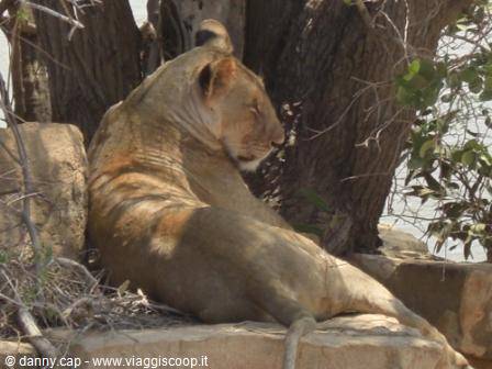 Lioness resting on a rocky ledge in tree shade