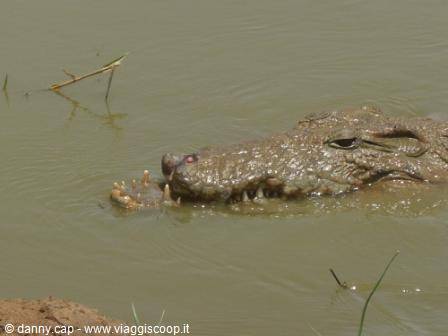 Nile crocodile emerges from murky water with jaws and teeth visible