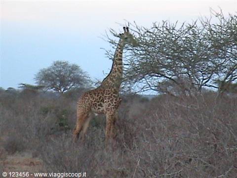 Giraffe eating leaves from a tree among dry bushes in the savannah