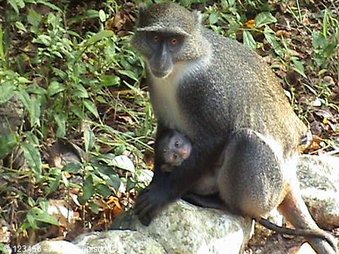Mother monkey sitting on a rock among green leaves, holding her baby