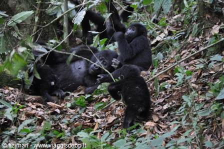 Among the mountain gorillas Bwindi NP