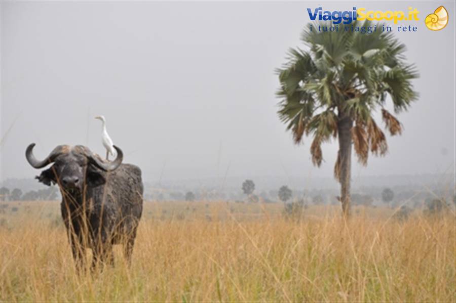 Murchison falls NP