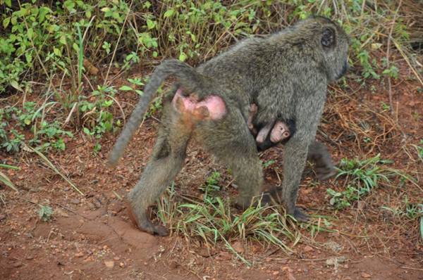 first encounters in the Akagera park