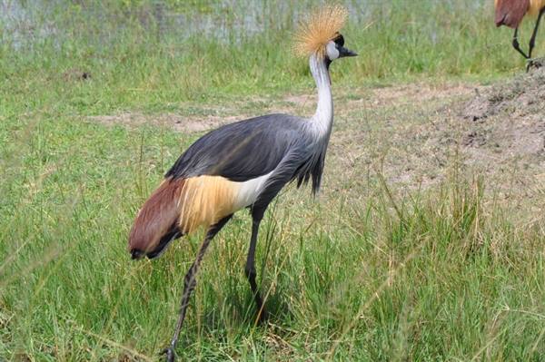 Akagera park, crowned crane