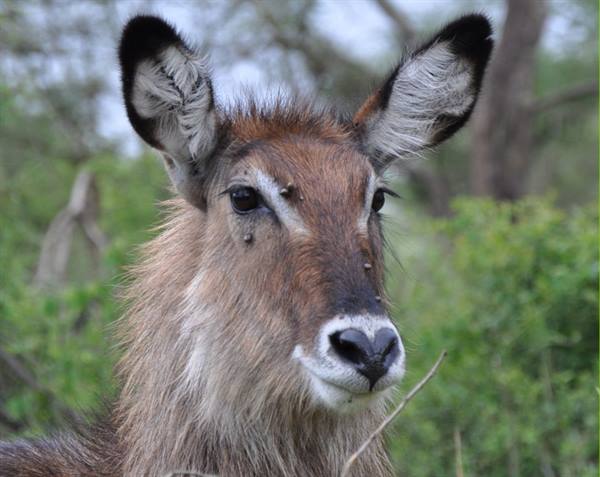 Waterbuck, Akagera NP